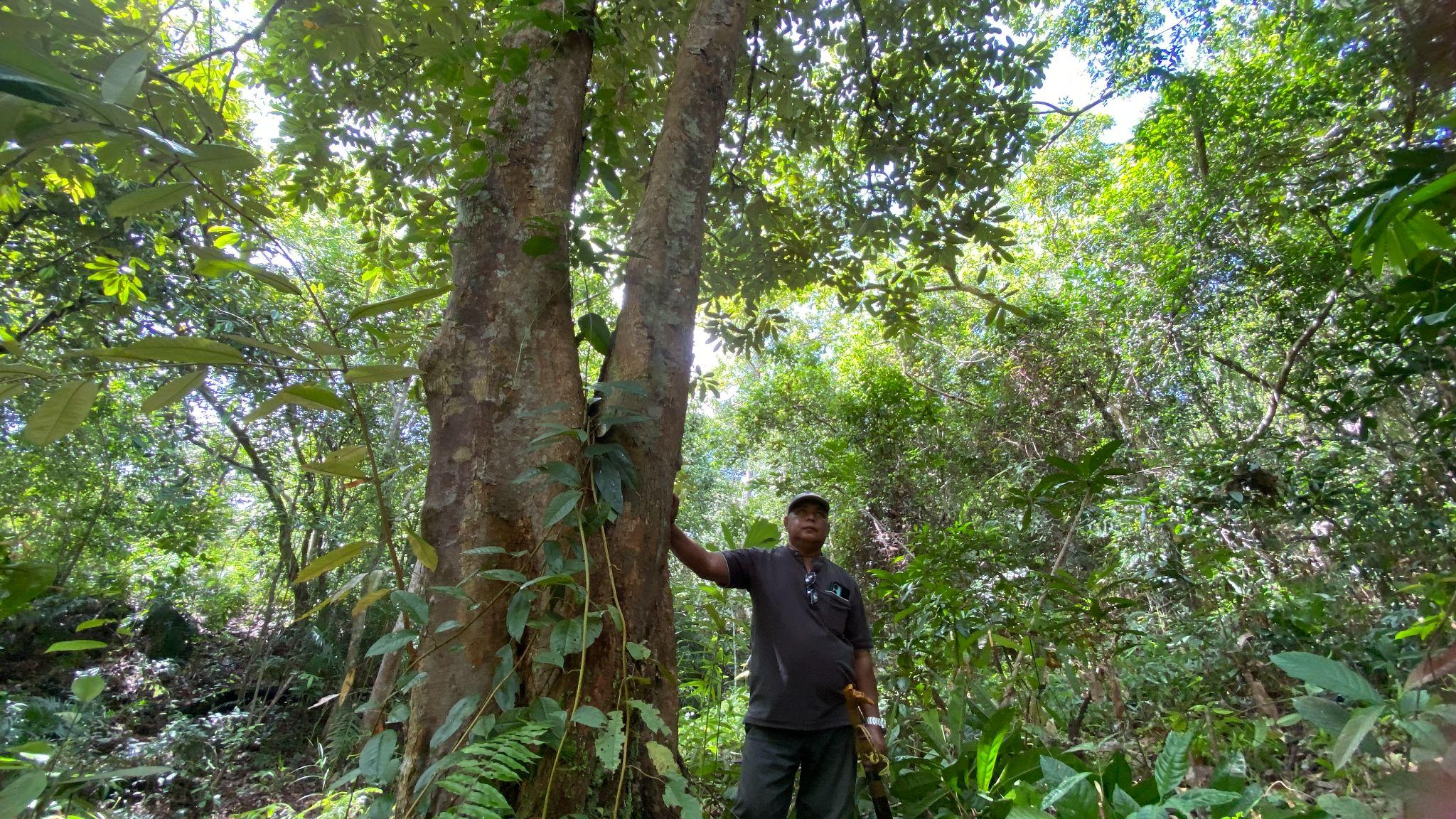 Saparuddin menunjukkan salah satu pohon tua yang ada di kebunnya. Ini salah satu bukti yang menandakan bahwa keluarganya lebih dulu menempati kawasan ini ketimbang PT ITCHI. (Foto: Muhibar Sobary)